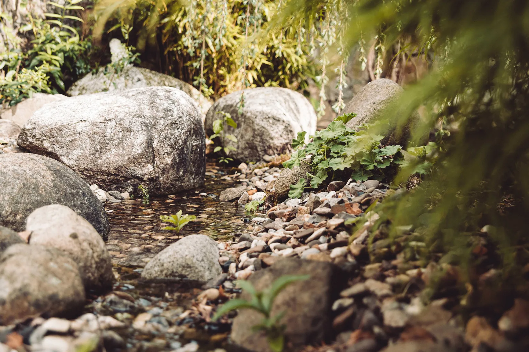 Steine und Wasser zwischen Pflanzen